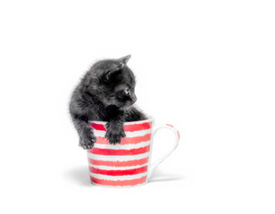 little cute black kitten sitting in a cup isolated on white background close up