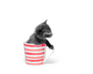 little cute black kitten sitting in a cup isolated on white background close up