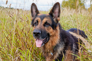 Obraz na płótnie Canvas Dog German Shepherd outdoors in an autumn day