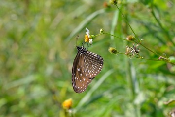 Front purple spotted butterfly (Euploea mulciber)