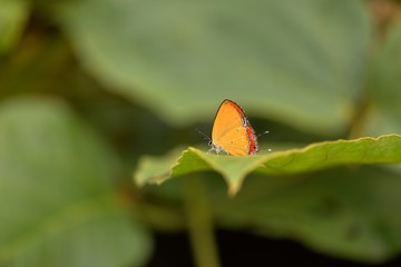 Butterfly from the Taiwan (Heliophorus ila matsumurae) Red Edge yellow little butterfly