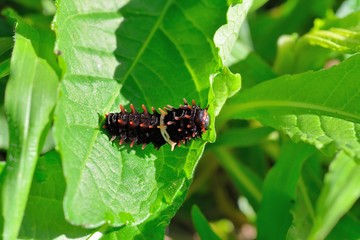 Big red textured butterfly larva (Byasa polyeuctes termessus)