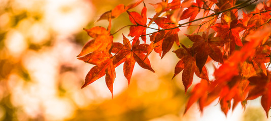 Naklejka na ściany i meble autumn leaves, very shallow focus