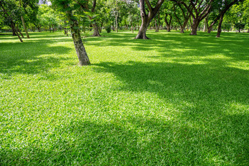 Green lawn in the morning with sunshine and shadows. Natural background in the city