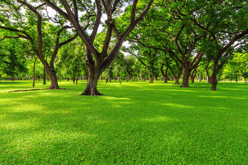 Green lawn in the morning with sunshine and shadows. Natural background in the city