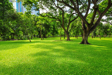 Fototapeta na wymiar Green lawn in the morning with sunshine and shadows. Natural background in the city