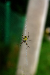 A spider is repairing a torn web. Latka on the web.