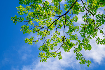 Fresh green leaves With sunlight in the morning. Natural background