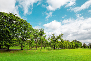 Fototapeta na wymiar Parks and green trees in spring. Nature background