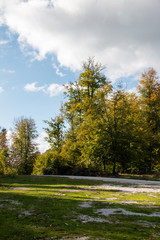 Naklejka premium tree in the forest