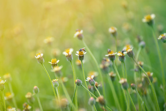 Bees And Grass Flowers In The Park. Natural Background