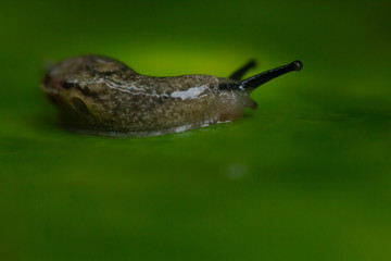 Snail on the leaf in the rainy day