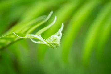 Beautiful ferns leaves green foliage natural floral fern background in sunlight.