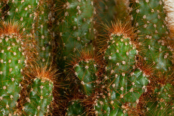 Cactus texture background. Cactus in rainy day