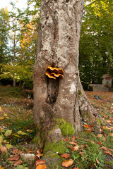 mushrooms on tree