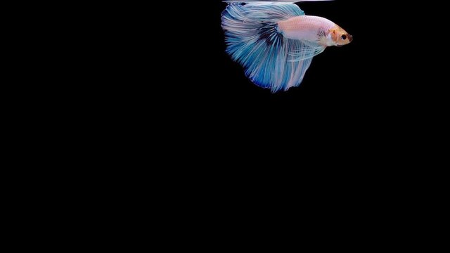Super slow motion of Siamese fighting fish (Betta splendens), well known name is Plakat Thai