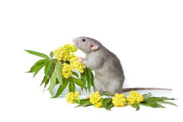 Cute rat on a white isolated background. Near delicate wildflowers. The symbol of 2020. Summer mood.