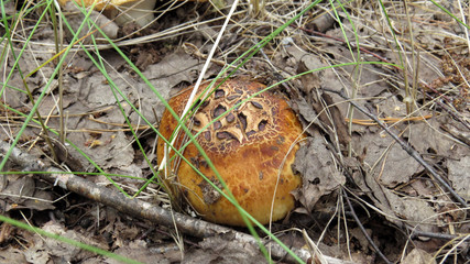 Macro photo of editable mushroom in summer forest