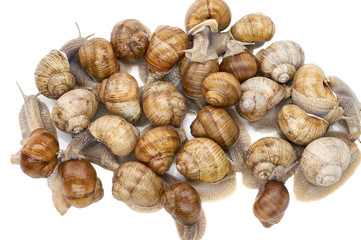 many grape snails - gastropod clam on a white background