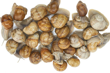 many grape snails - gastropod clam on a white background