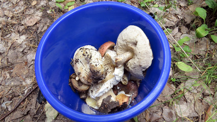 Small bucket with a lot of tasty editable mushrooms