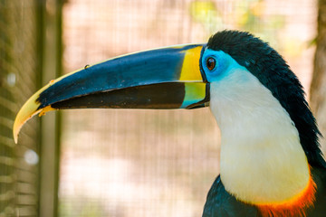 Beautiful toucan with blue eyes and yellow peak 