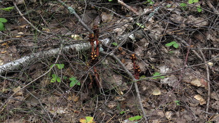 Macro photo ios plants in mixted forest