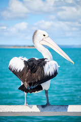 Fototapeta na wymiar Wild pelican at Urangan Pier Hervey Bay Queensland Australia