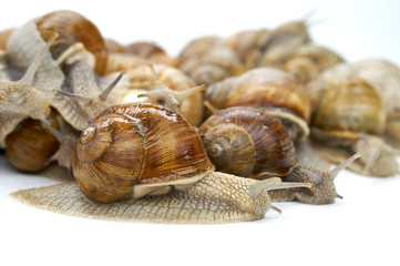 many grape snails - gastropod clam on a white background