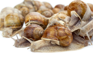 many grape snails - gastropod clam on a white background