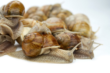 many grape snails - gastropod clam on a white background