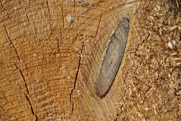 Ast im geschnittenen Holz
