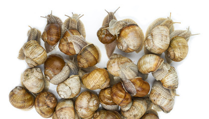 many grape snails - gastropod clam on a white background