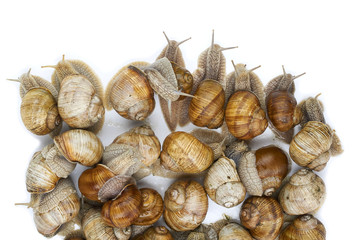 many grape snails - gastropod clam on a white background