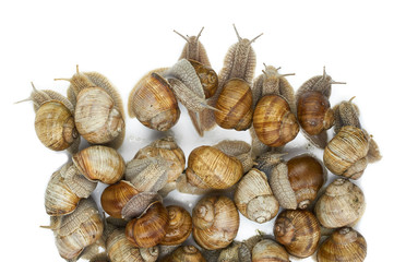 many grape snails - gastropod clam on a white background