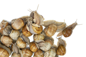 many grape snails - gastropod clam on a white background