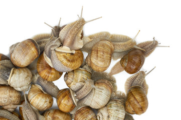 many grape snails - gastropod clam on a white background