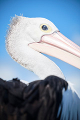 Wild pelican at Urangan Pier Hervey Bay Queensland Australia