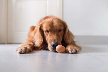 Golden retriever squatting on the floor looking at eggs