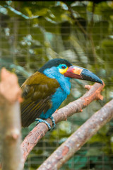 Beautiful blue toucan with yellow and red peak 