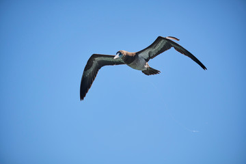 Brown Booby flying with blue skies