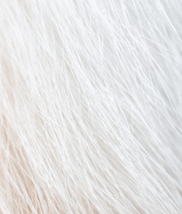 White wool of a cat as a background