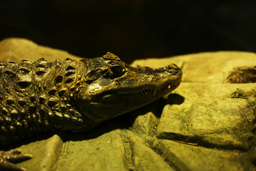 Reptile face