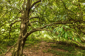 Long branches on a tree in the park