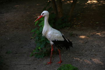 Wild birds in nature