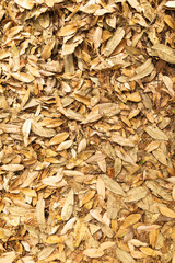 Orange leaves on the ground surface in the park