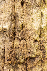 Bark on a palm tree as an abstract background