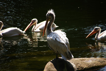 Wild birds in nature