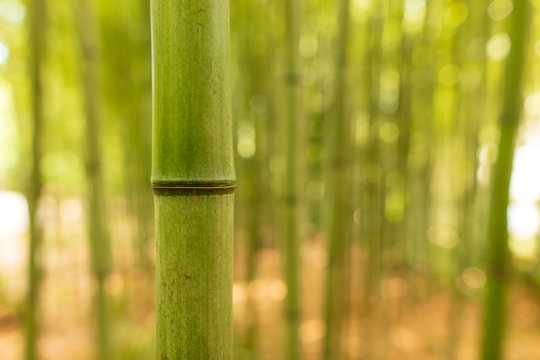 Bamboo grows in the park