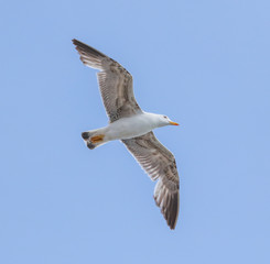 Fototapeta na wymiar Seagull flying in the blue sky